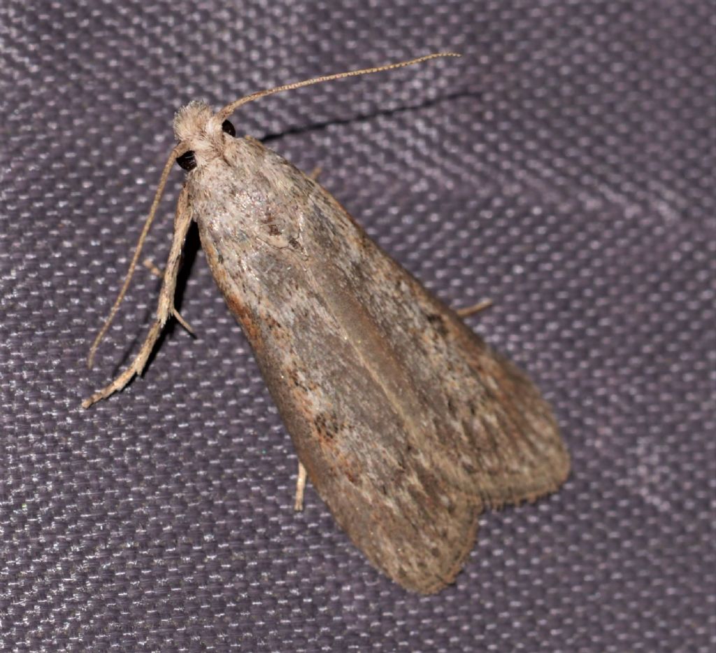 Pyralidae? S, Aphomia zelleri